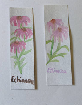 Echinacea bookmarks