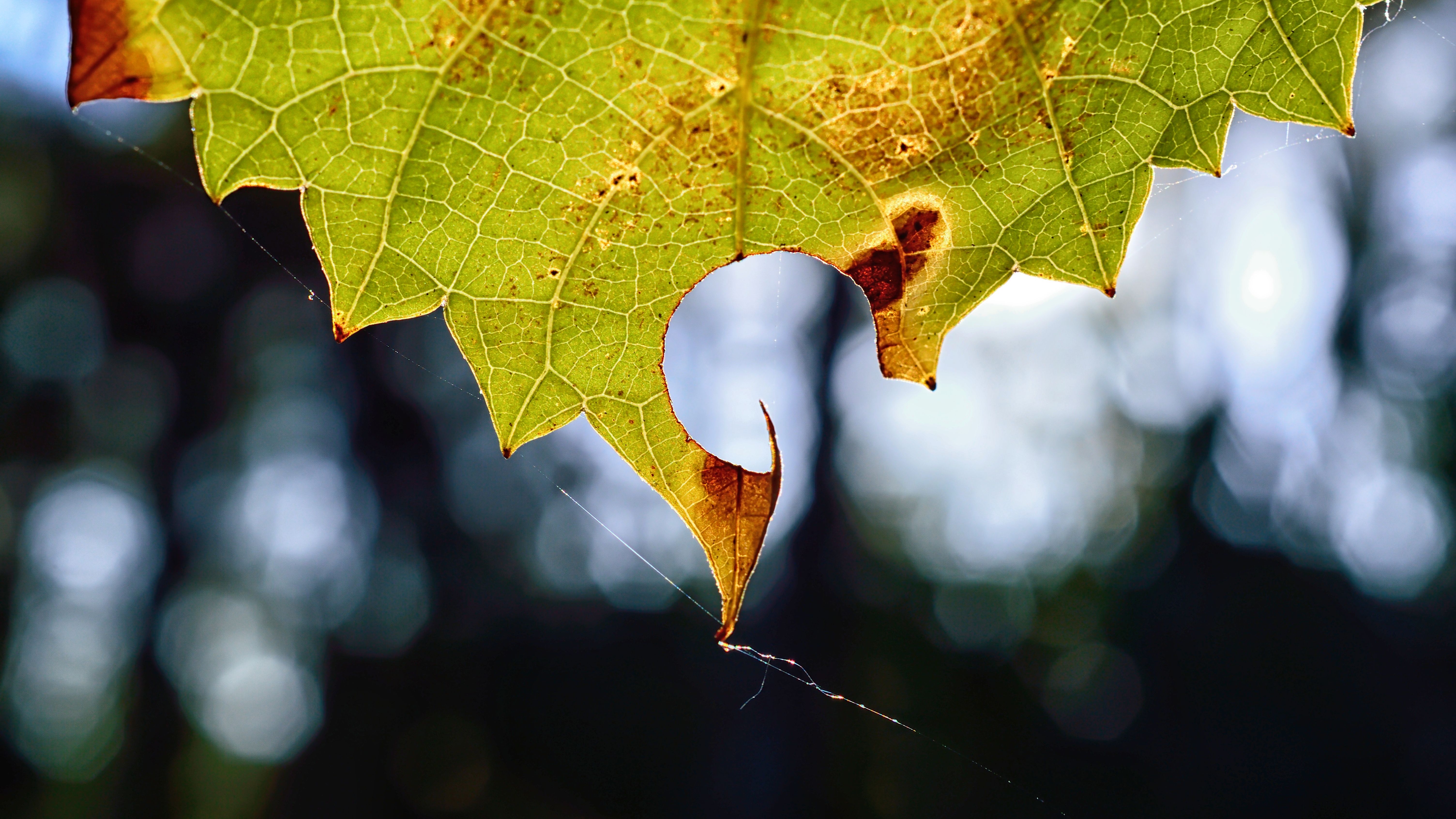 Leaf