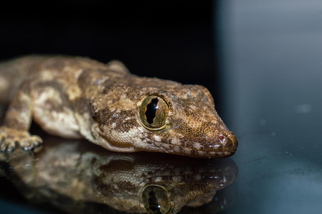 Lizard Smirk Smiling by ferret46 on DeviantArt