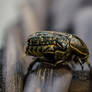 Spangled Flower Beetle