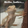 Bearded Dragon Bachelor