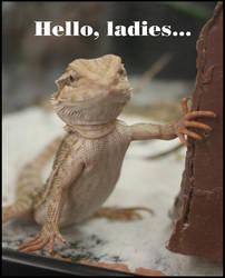 Bearded Dragon Bachelor