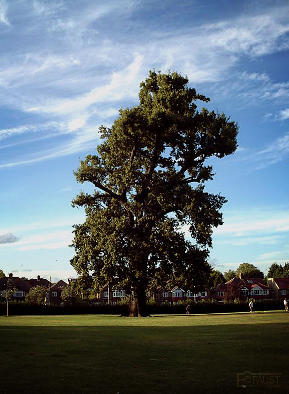 Horse Chestnut Tree, Twickenham II