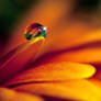 Captured Beauty_WP VIII