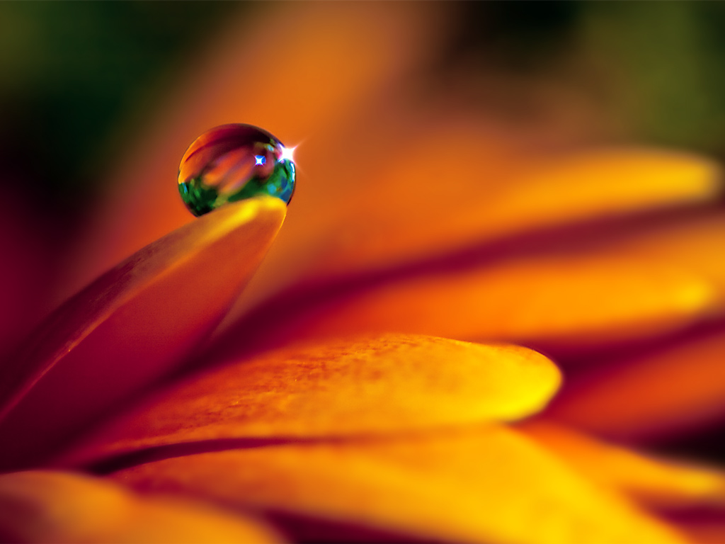Captured Beauty_WP VIII by tigaer