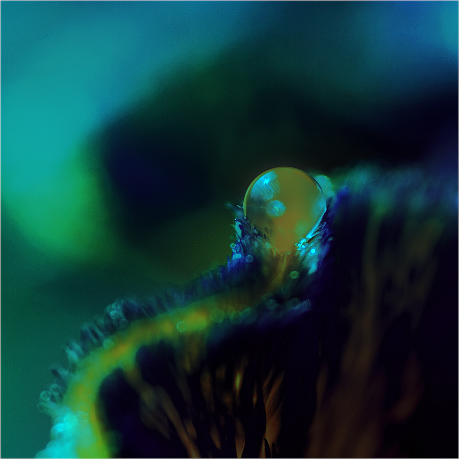 Captured Beauty - Marea by tigaer