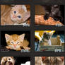 Cats Calendar 2011