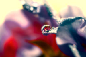 Captured Beauty - Liquidia