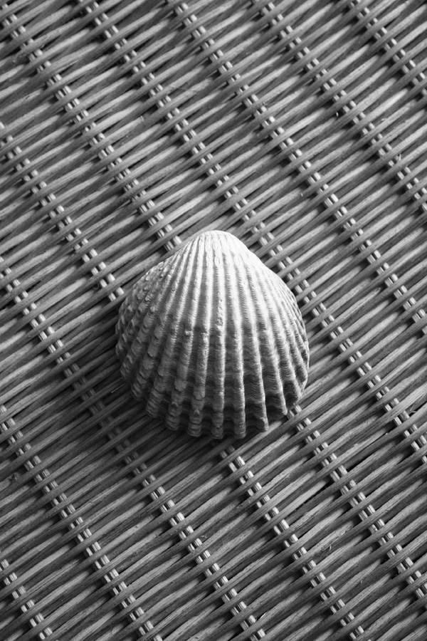 Photo - Shell