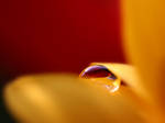 Photo - Captured Beauty_WP II by tigaer