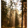 Photo - Where Faeries...
