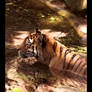 Photo - Le Tigre II