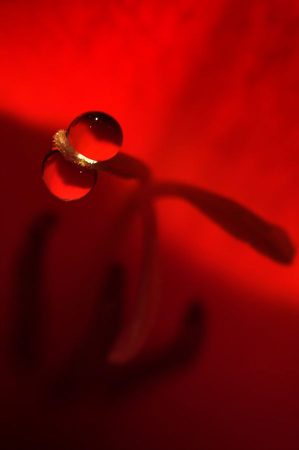 Photo - Alienized by tigaer