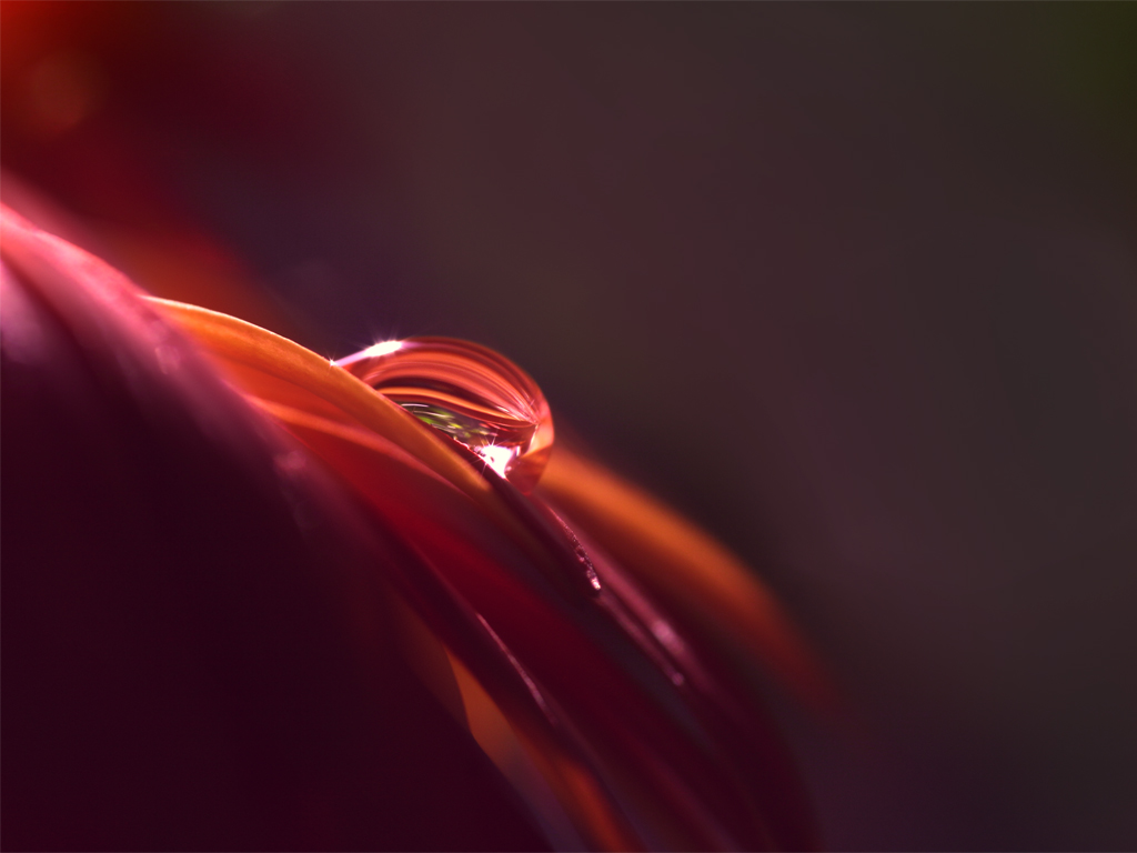 Photo - Captured Beauty_WP IV by tigaer