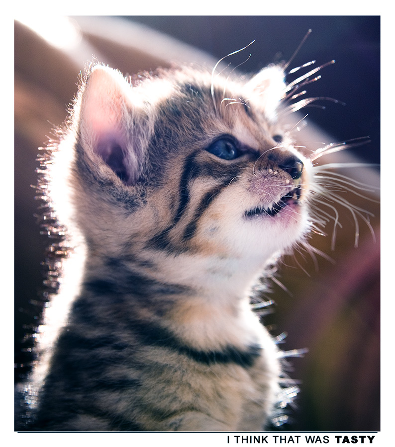 Photo - Tasty by tigaer