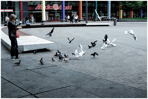 Feeding the birds