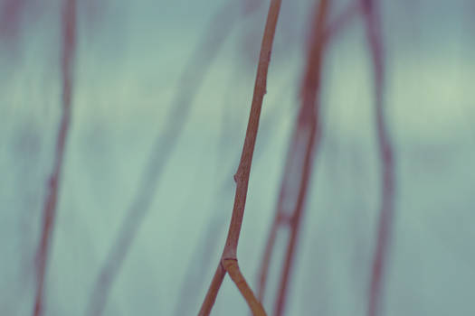 Au bord de l'eau - Branches