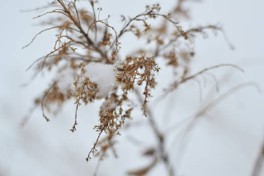 Au bord de l'eau - Fleurs d'hiver