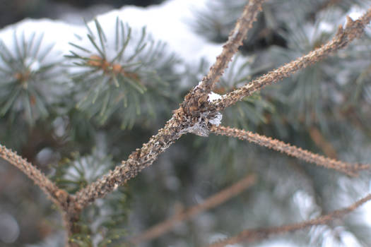 Au bord de l'eau - Mon beau sapin