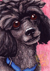 Commission: Poodle with a Blue Collar