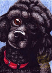 Commission: Poodle with a Red Collar