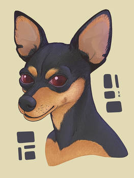 Pinscher - Dog portrait