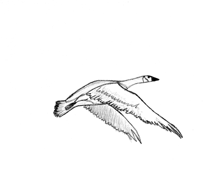 Bird flying animation by Dante-Rocco on DeviantArt Bird flying animation by Dante-Rocco on DeviantArt