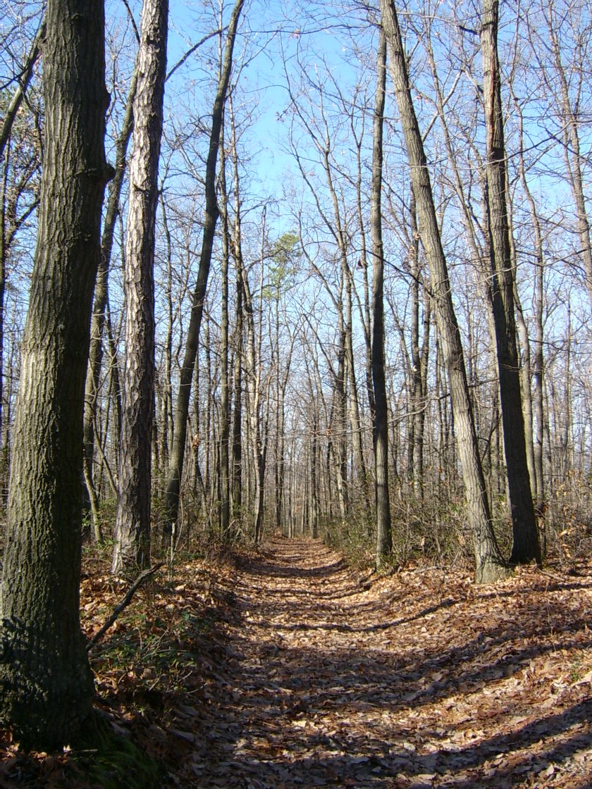 Trail in the Trees