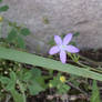 Rockin' little purple flower