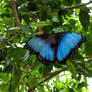 Blue Morpho