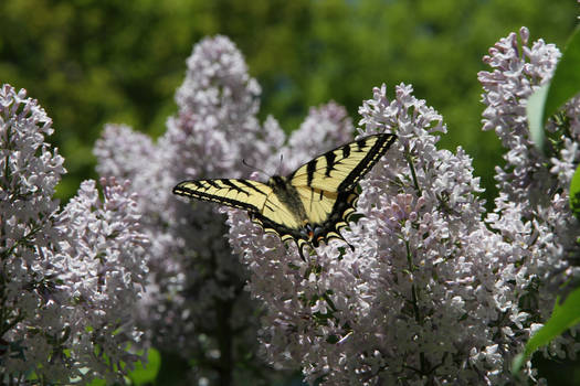 Lilac and Butterfly Again :p