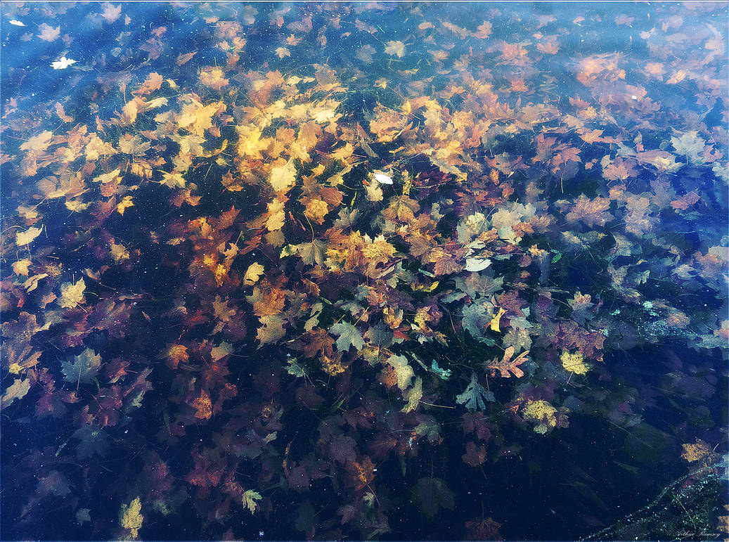 Leaves Under Water by Arthur-Ramsey Leaves Under Water by Arthur-Ramsey