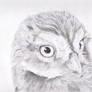 Owl study