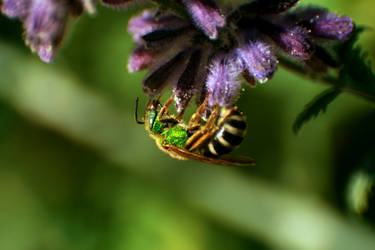 Green Bee