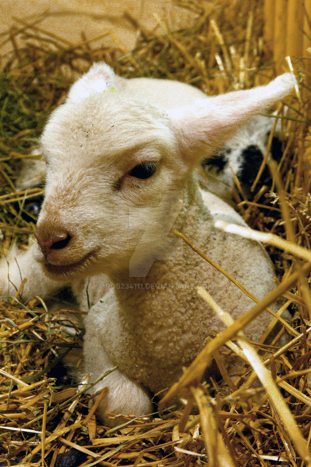 Lamb Ritbilder The Lamb by Rob234111 on DeviantArt