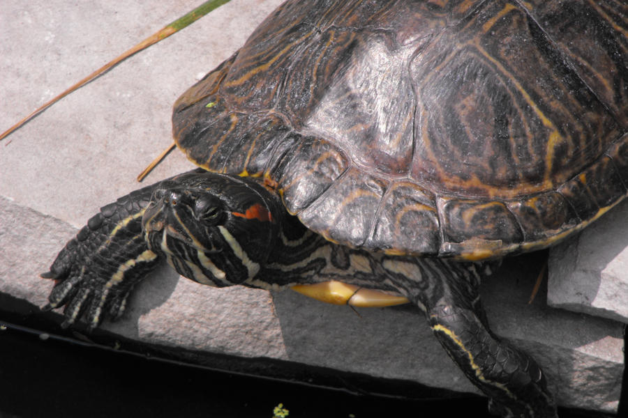 The Hyperactive Turtle Turtle Power by Rob234111 on DeviantArt