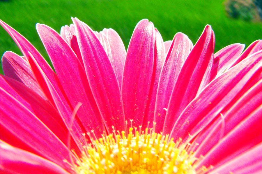 Pink Deviantart Vibrant and Pink by Rob234111 on DeviantArt