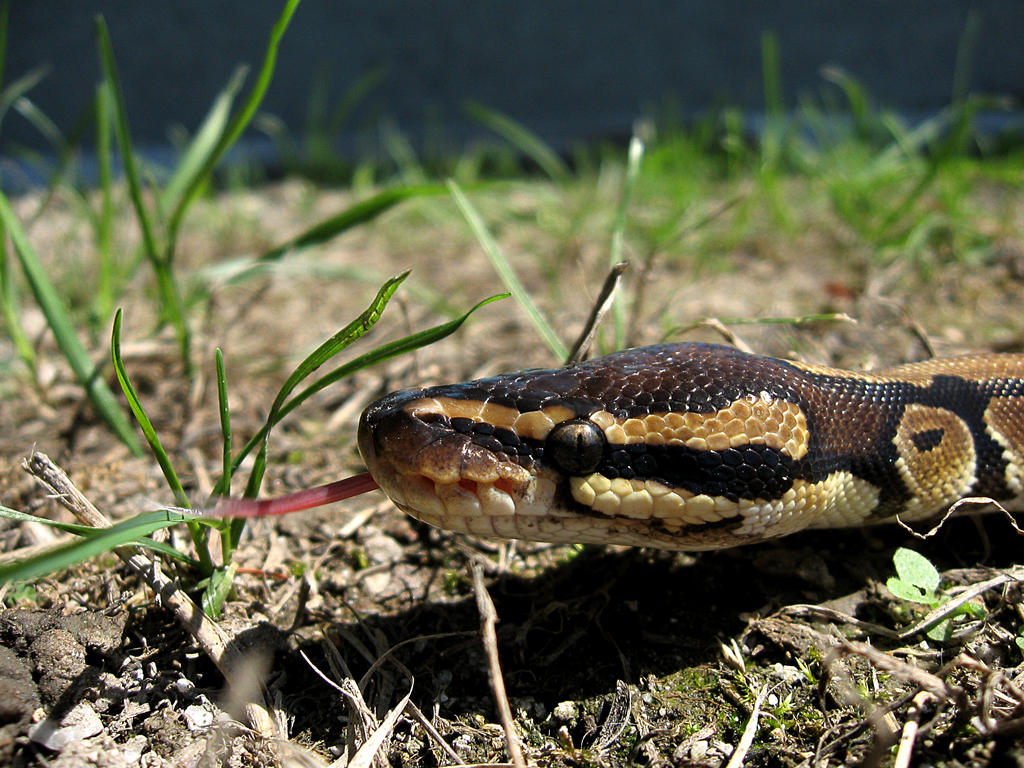 Python Regius - Royal python 3 by Buzdovan on DeviantArt