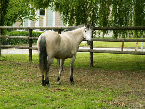 Buttermilk pony 3