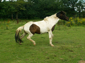 Tobiano black pangare 5