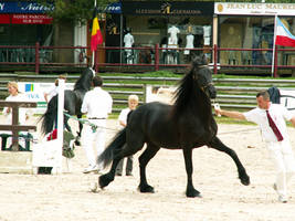 Friesian 13