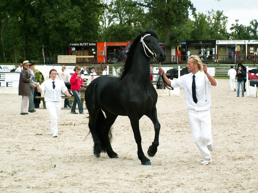 Friesian 27