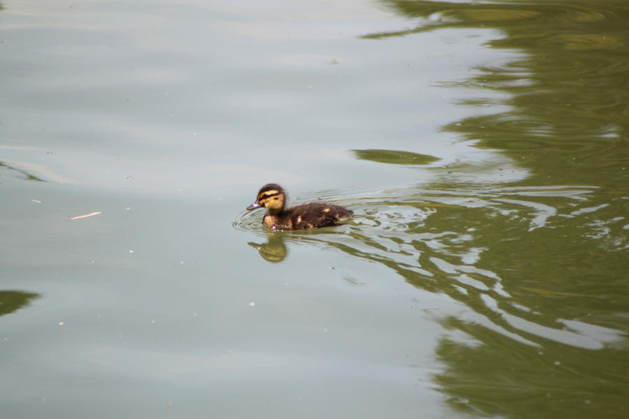 Baby duck