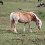 Flaxen chestnut pangare pony 2