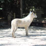 Arctic Wolf 4