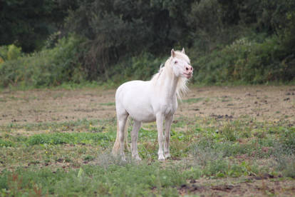 White pony 10