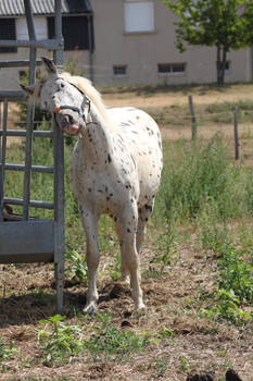 Leopard gray pony 4