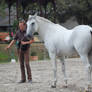 Gray lusitano 11