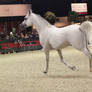 Gray stallion arabian 4