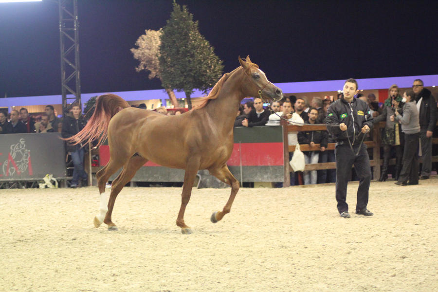 Chestnut stallion arabian 2